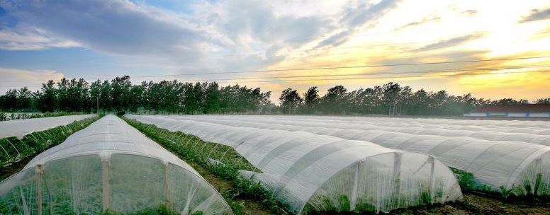 Agricultural insect net weaving machine